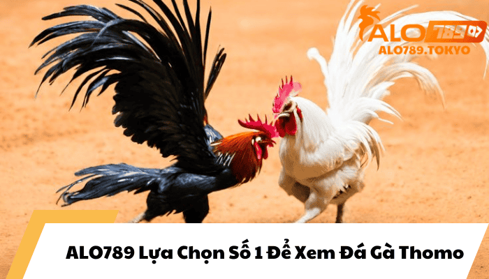 ALO789 Lựa Chọn Số 1 Để Xem Đá Gà Thomo 